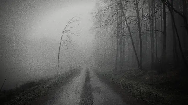 A straight road through bare trees in the fog
