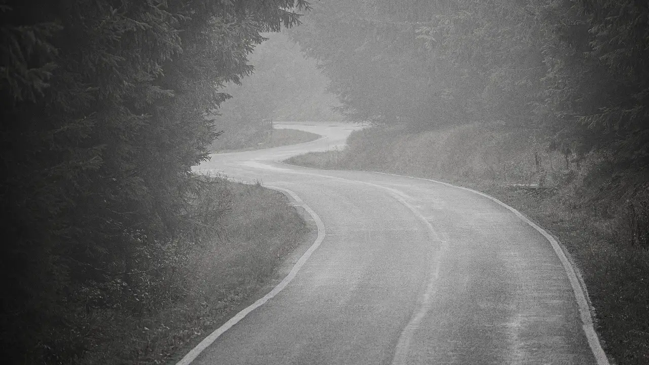 A road winding through trees in the fog